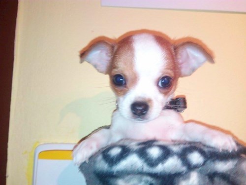 Monika- petsitter Držkov nebo Páníček pro psi kočky