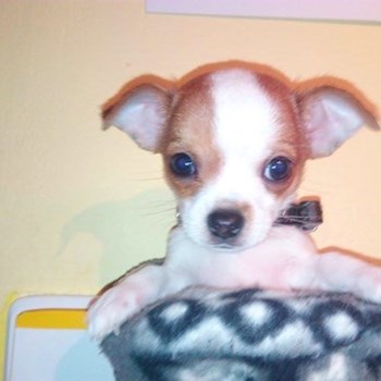 thumbnail petsitter Držkov nebo páníček pro psi kočky