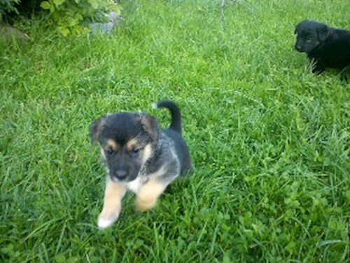 Monika- petsitter Držkov nebo Páníček pro psi kočky