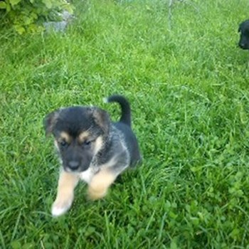 thumbnail petsitter Držkov nebo páníček pro psi kočky