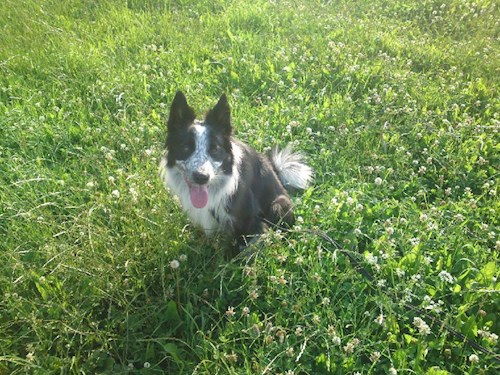 Monika- petsitter Držkov nebo Páníček pro psi kočky