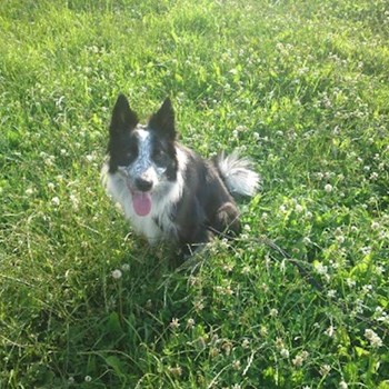 thumbnail petsitter Držkov nebo páníček pro psi kočky