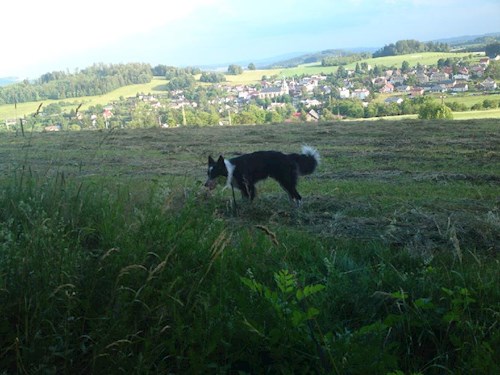 Monika- petsitter Držkov nebo Páníček pro psi kočky