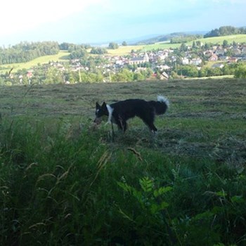 thumbnail petsitter Držkov nebo páníček pro psi kočky