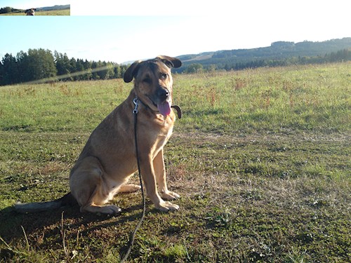 Monika- petsitter Držkov nebo Páníček pro psi kočky