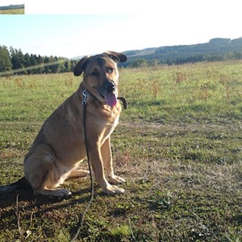 thumbnail petsitter Držkov nebo páníček pro psi kočky