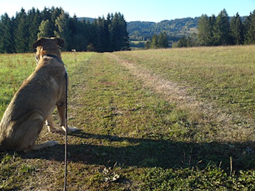 Monika- petsitter Držkov nebo Páníček pro psi kočky