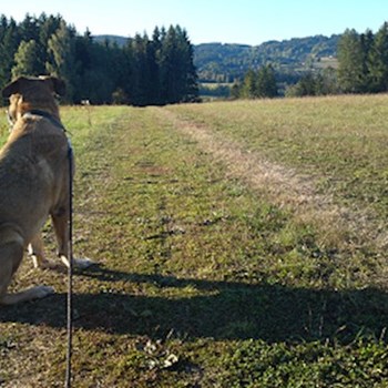 thumbnail petsitter Držkov nebo páníček pro psi kočky