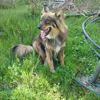 thumbnail petsitter Držkov nebo páníček pro psi kočky