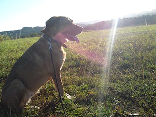 Monika- petsitter Držkov nebo Páníček pro psi kočky