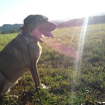 thumbnail petsitter Držkov nebo páníček pro psi kočky