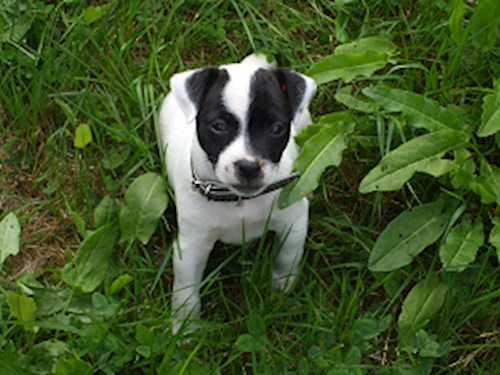 Monika- petsitter Držkov nebo Páníček pro psi kočky