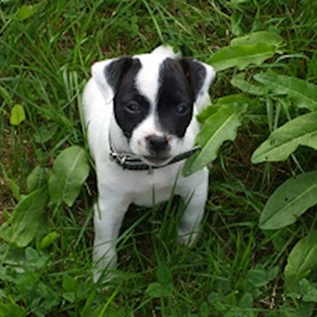 thumbnail petsitter Držkov nebo páníček pro psi kočky