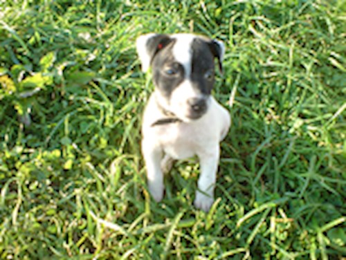 Monika- petsitter Držkov nebo Páníček pro psi kočky