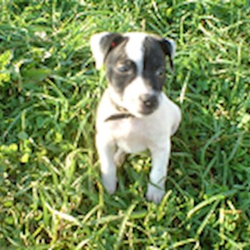 thumbnail petsitter Držkov nebo páníček pro psi kočky