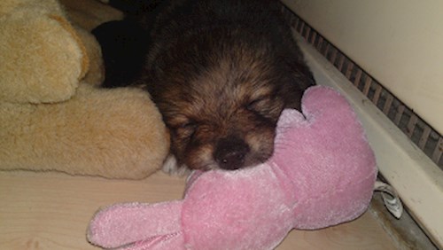 Monika- petsitter Držkov nebo Páníček pro psi kočky