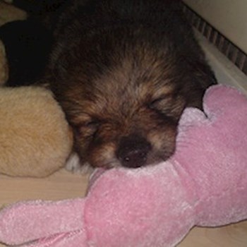 thumbnail petsitter Držkov nebo páníček pro psi kočky