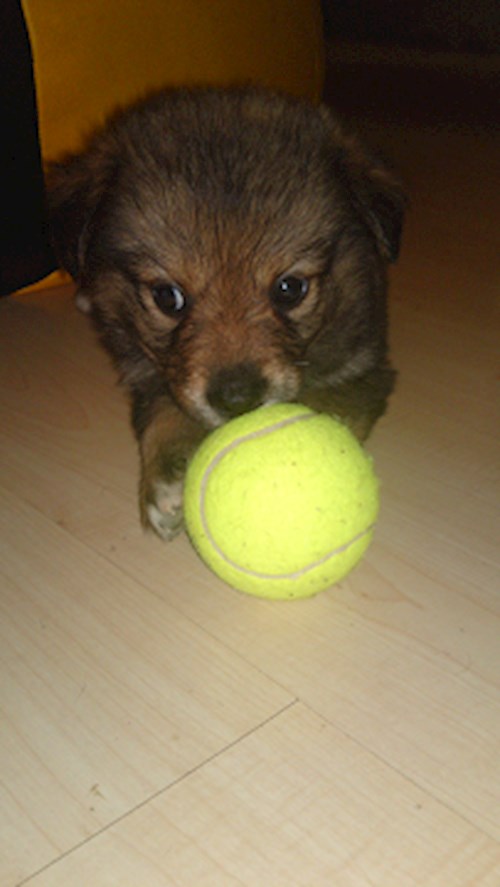 Monika- petsitter Držkov nebo Páníček pro psi kočky