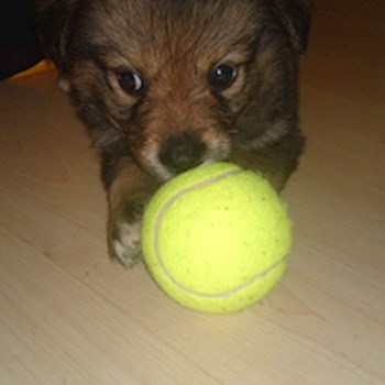 thumbnail petsitter Držkov nebo páníček pro psi kočky