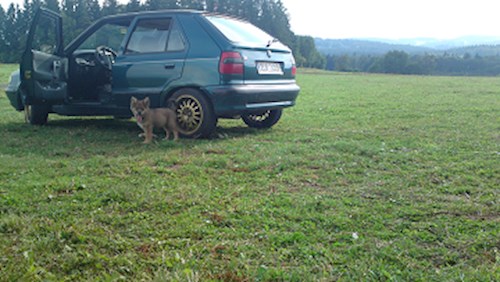 Monika- petsitter Držkov nebo Páníček pro psi kočky