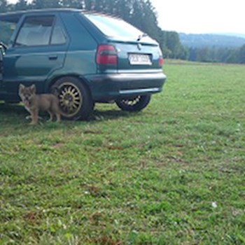 thumbnail petsitter Držkov nebo páníček pro psi kočky