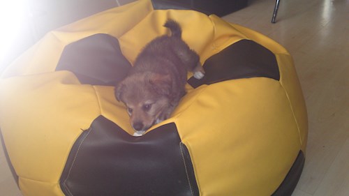 Monika- petsitter Držkov nebo Páníček pro psi kočky