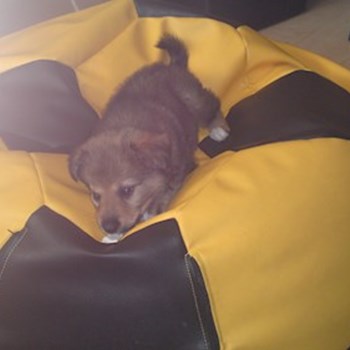 thumbnail petsitter Držkov nebo páníček pro psi kočky