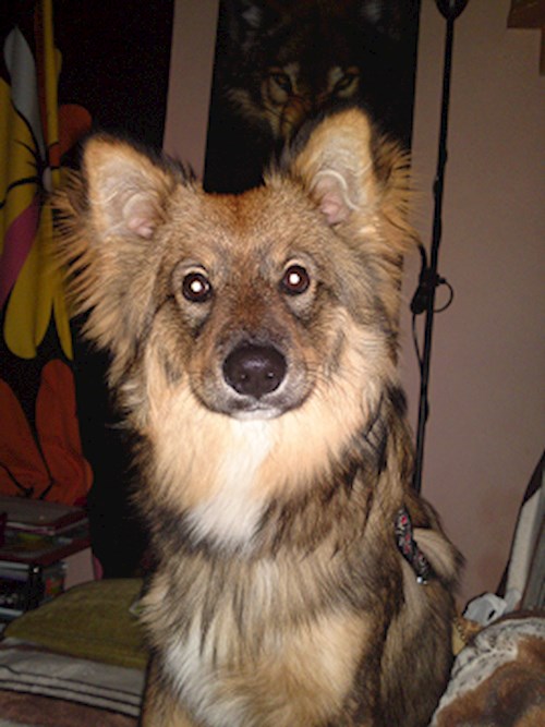 Monika- petsitter Držkov nebo Páníček pro psi kočky