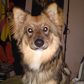 thumbnail petsitter Držkov nebo páníček pro psi kočky