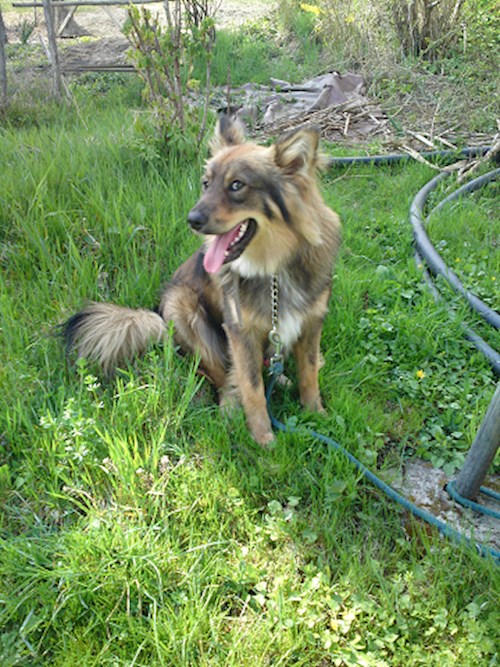 Monika- petsitter Držkov nebo Páníček pro psi kočky