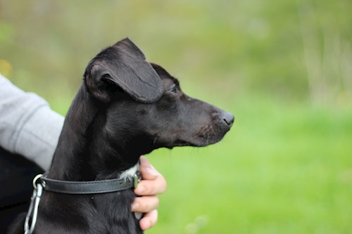 Kristýna- petsitter Řepníky nebo Páníček pro