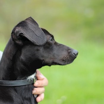 thumbnail petsitter Řepníky nebo páníček pro