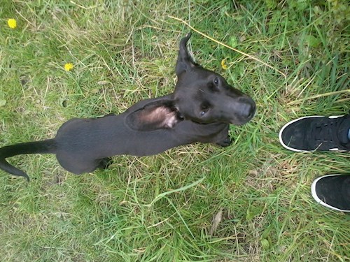 Kristýna- petsitter Řepníky nebo Páníček pro