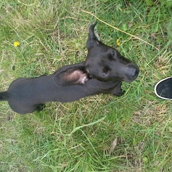 thumbnail petsitter Řepníky nebo páníček pro