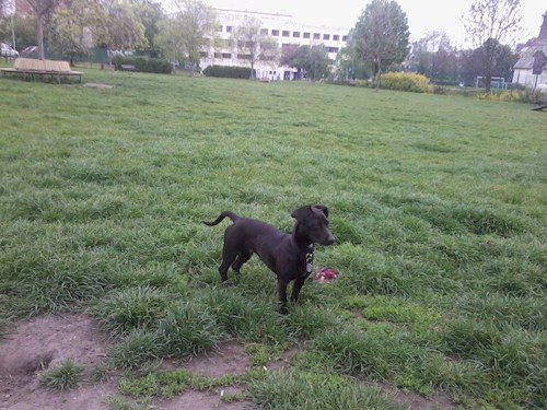 Kristýna- petsitter Řepníky nebo Páníček pro