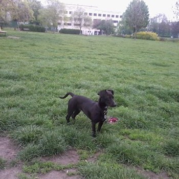 thumbnail petsitter Řepníky nebo páníček pro