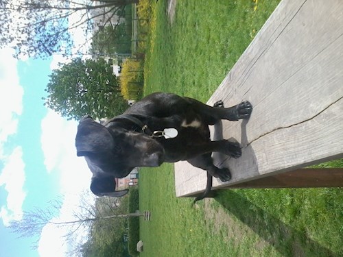 Kristýna- petsitter Řepníky nebo Páníček pro