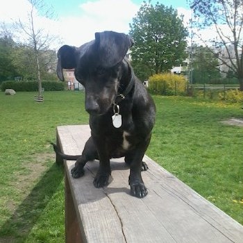 thumbnail petsitter Řepníky nebo páníček pro