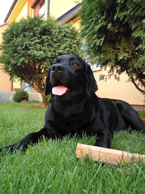 Lucie- petsitter Brno nebo Páníček pro psi