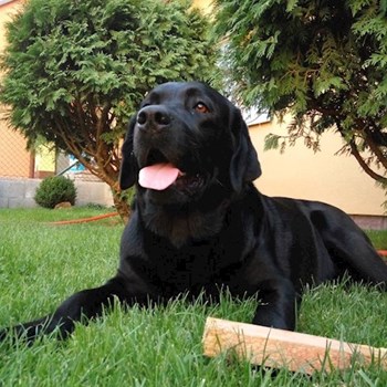 thumbnail petsitter Brno nebo páníček pro psi