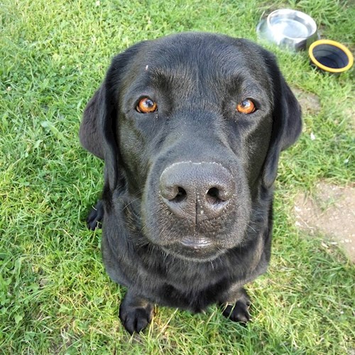 Lucie- petsitter Brno nebo Páníček pro psi