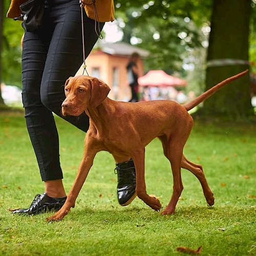 Tereza- petsitter Karlovy Vary or Pet nanny for dogs cats