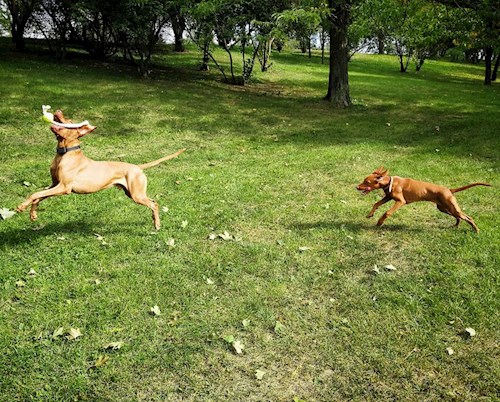 Tereza- petsitter Karlovy Vary or Pet nanny for dogs cats