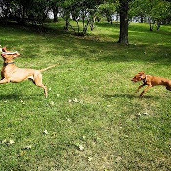 thumbnail petsitter Karlovy Vary or pet nanny for dogs cats