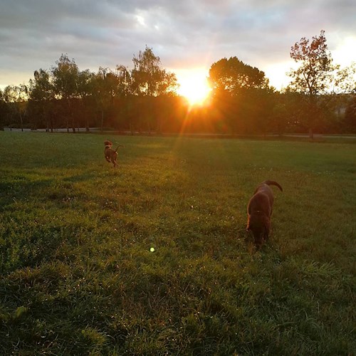 Tereza- petsitter Karlovy Vary or Pet nanny for dogs cats