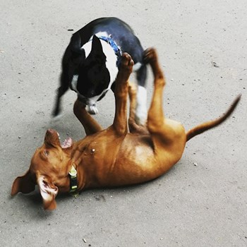 thumbnail petsitter Karlovy Vary or pet nanny for dogs cats