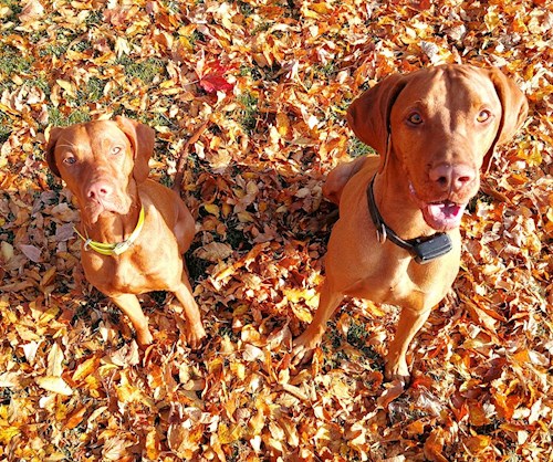 Tereza- petsitter Karlovy Vary or Pet nanny for dogs cats