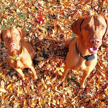 thumbnail petsitter Karlovy Vary or pet nanny for dogs cats