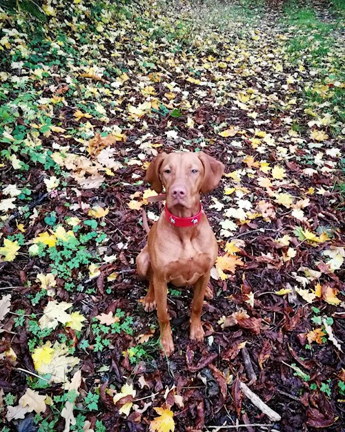 Tereza- petsitter Karlovy Vary or Pet nanny for dogs cats