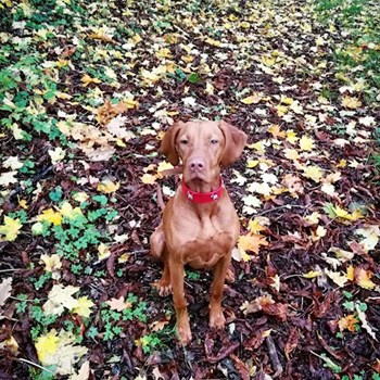 thumbnail petsitter Karlovy Vary or pet nanny for dogs cats